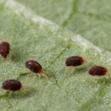 Kako se riješiti paukovih grinja